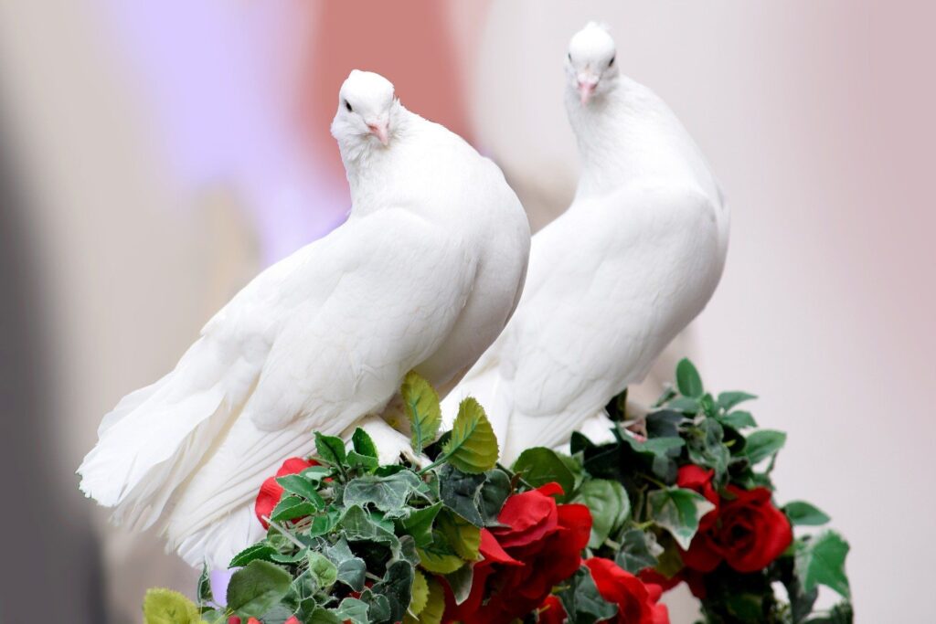 burung merpati